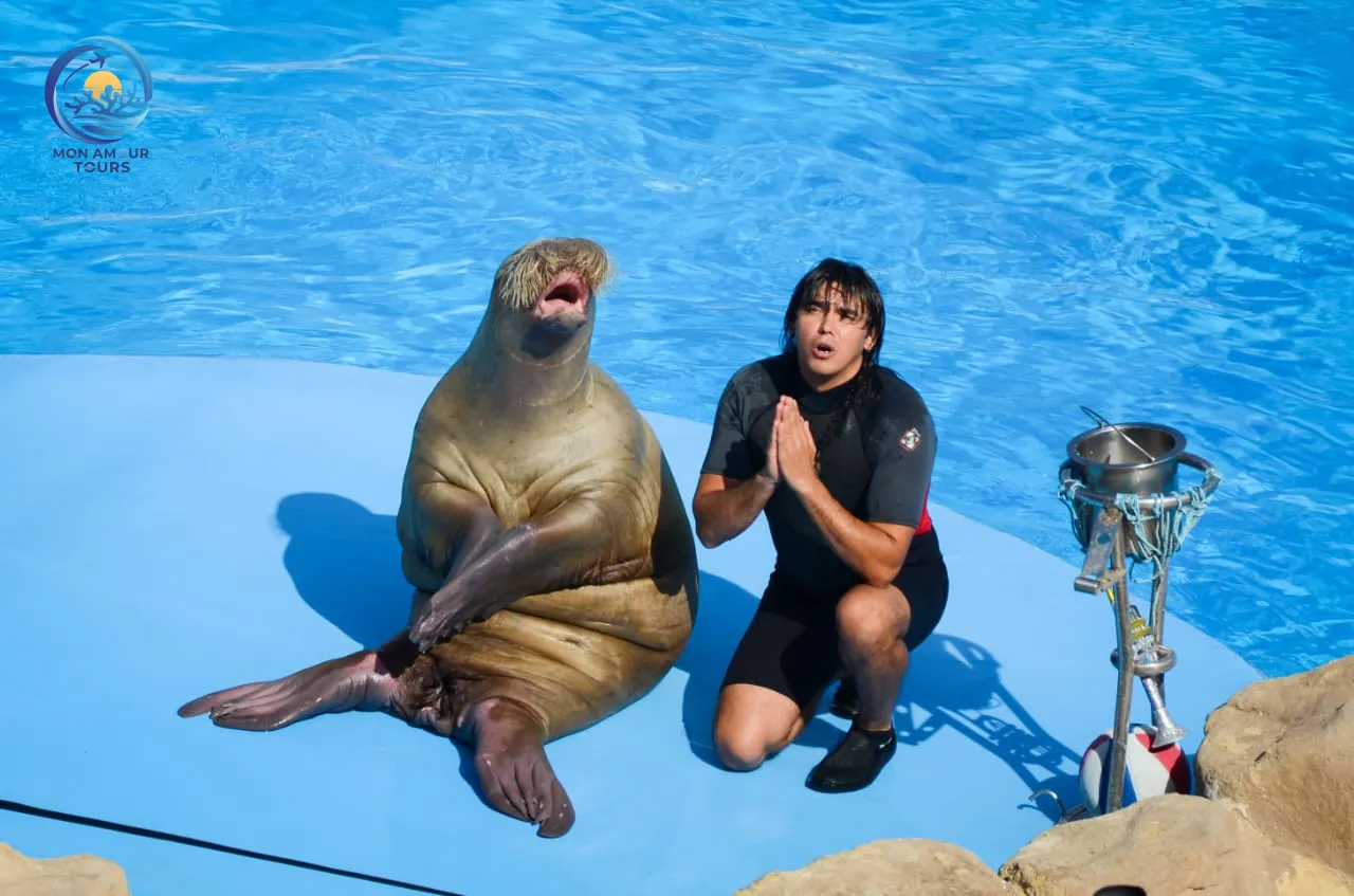 Dolphin Show a58c4833-96d8-4e74-87b0-bf1935bd1ccd (1).jpg